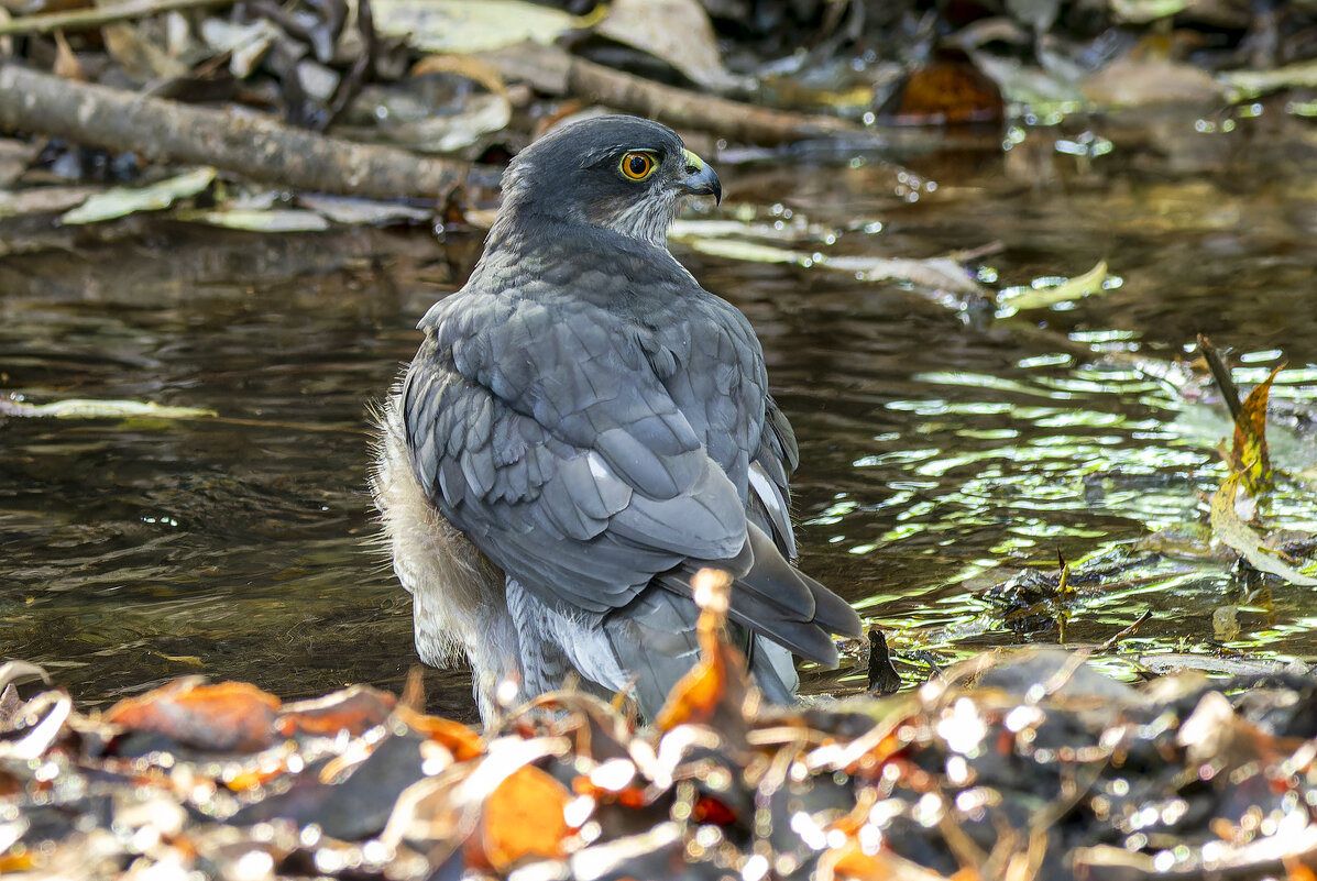 Ястреб перепелятник. - Alexander Amromin Ястреб перепелятник. - Alexander Amromin