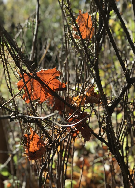 Краски охры) - Любовь 