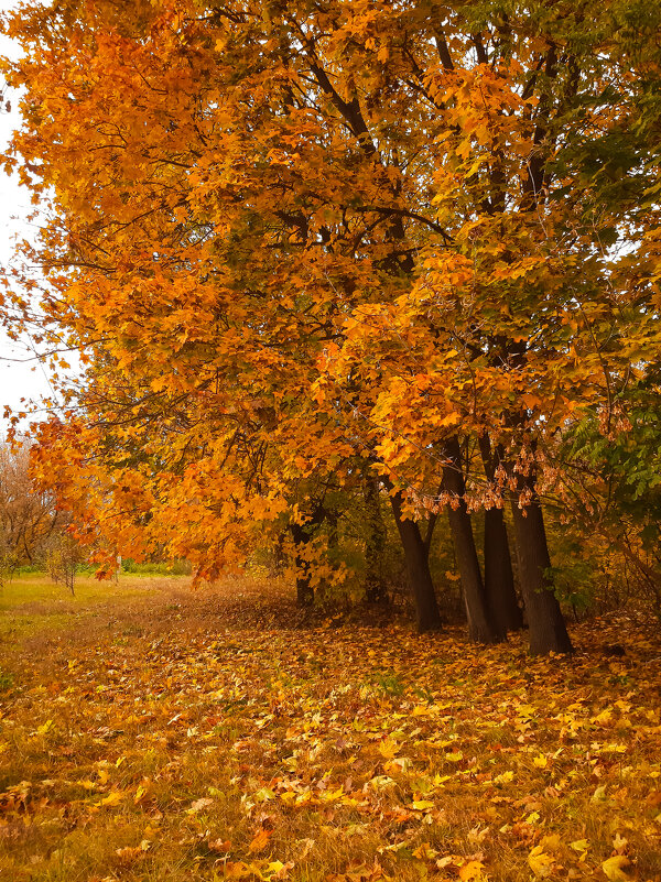 Осень золотая - Юлия Закопайло