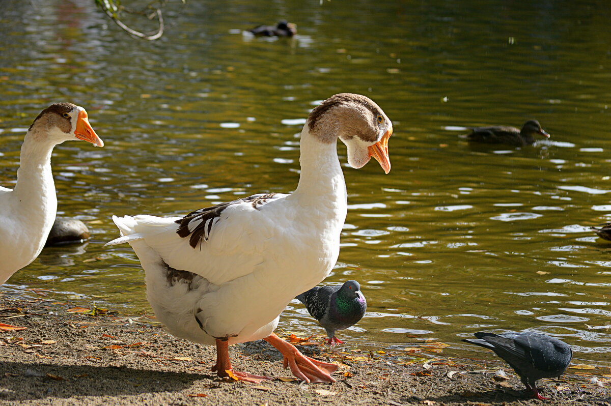 Гусыня - гордо вышагивает на птичьем озере - Татьяна Лютаева Гусыня - гордо вышагивает на птичьем озере - Татьяна Лютаева