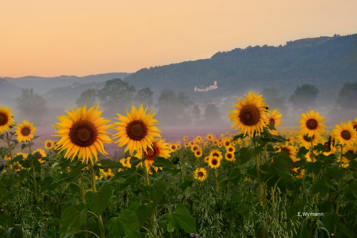 misty morning - Elena Wymann misty morning - Elena Wymann