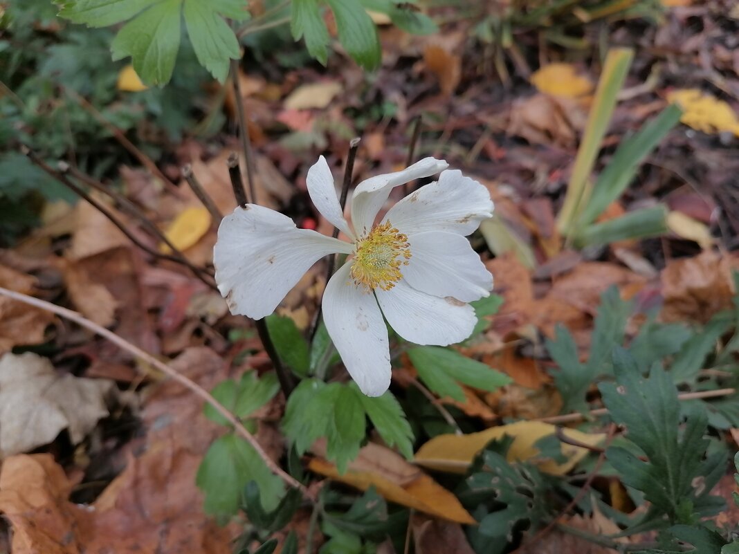 ,,, - Сергей Тимоновский