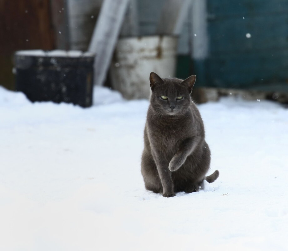 Домашний - Олег Денисов