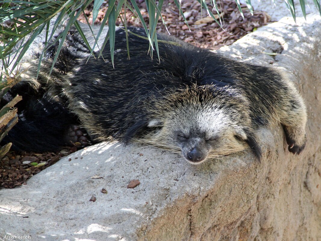 СПИ, МОЯ РАДОСТЬ, УСНИ… - Андрей Андреев Андреев СПИ, МОЯ РАДОСТЬ, УСНИ… - Андрей Андреев Андреев