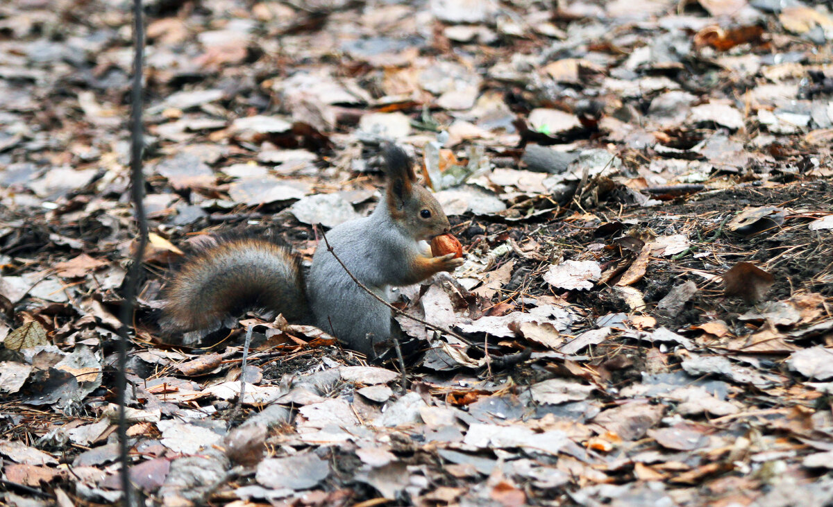 С добычей! - Евгений Шафер С добычей! - Евгений Шафер