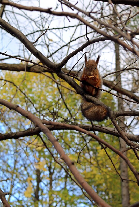 Белки ЦПКиО - Ольга Белки ЦПКиО - Ольга