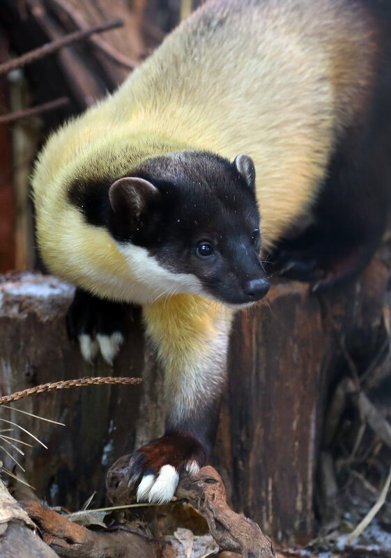 Харза - Михаил Бибичков