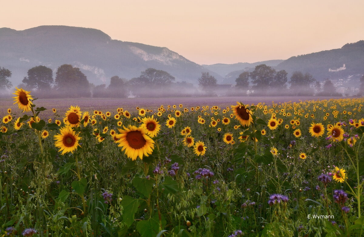 misty morning - Elena Wymann