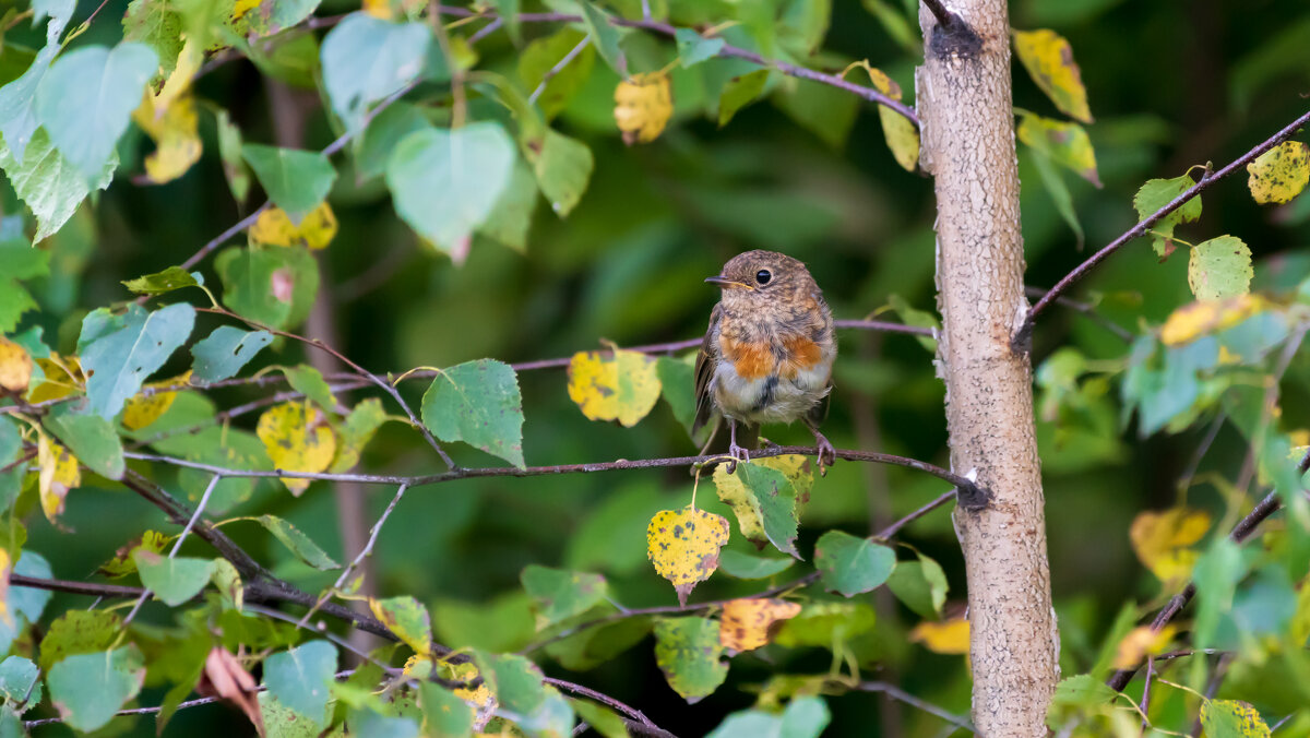 Малиновка. - Владимир Лазарев Малиновка. - Владимир Лазарев