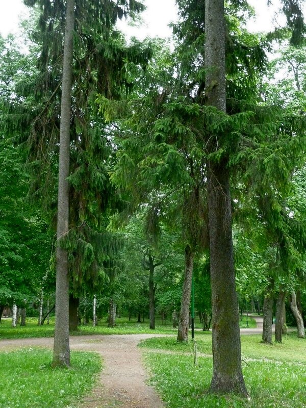 ГАТЧИНА, прогулка. - Виктор Осипчук