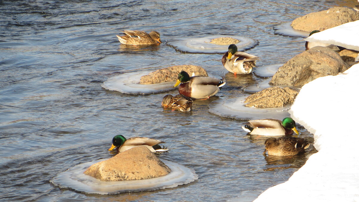 Льдинки - Ирина Олехнович Льдинки - Ирина Олехнович