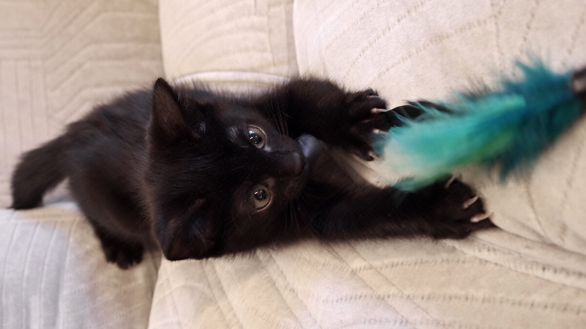 Черная молния - Вячеслав Афанасьев 