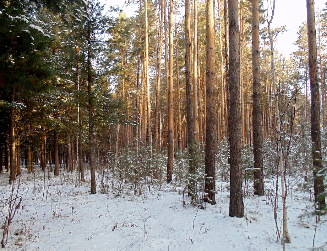 Пришла и к нам зима ...29 11 2023 . Серия . - Мила Бовкун