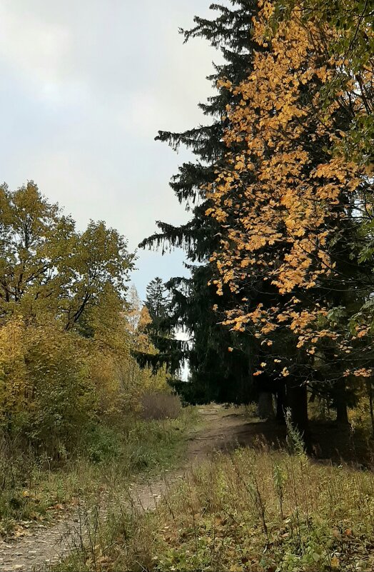 Шуваловский парк осенью - Наталья Герасимова Шуваловский парк осенью - Наталья Герасимова