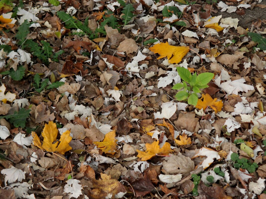 Ноябрь... - Нина Бутко