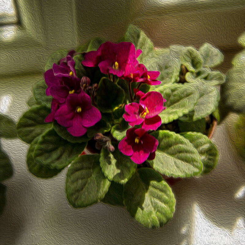 Фиалки - Анатолий Чикчирный Фиалки - Анатолий Чикчирный