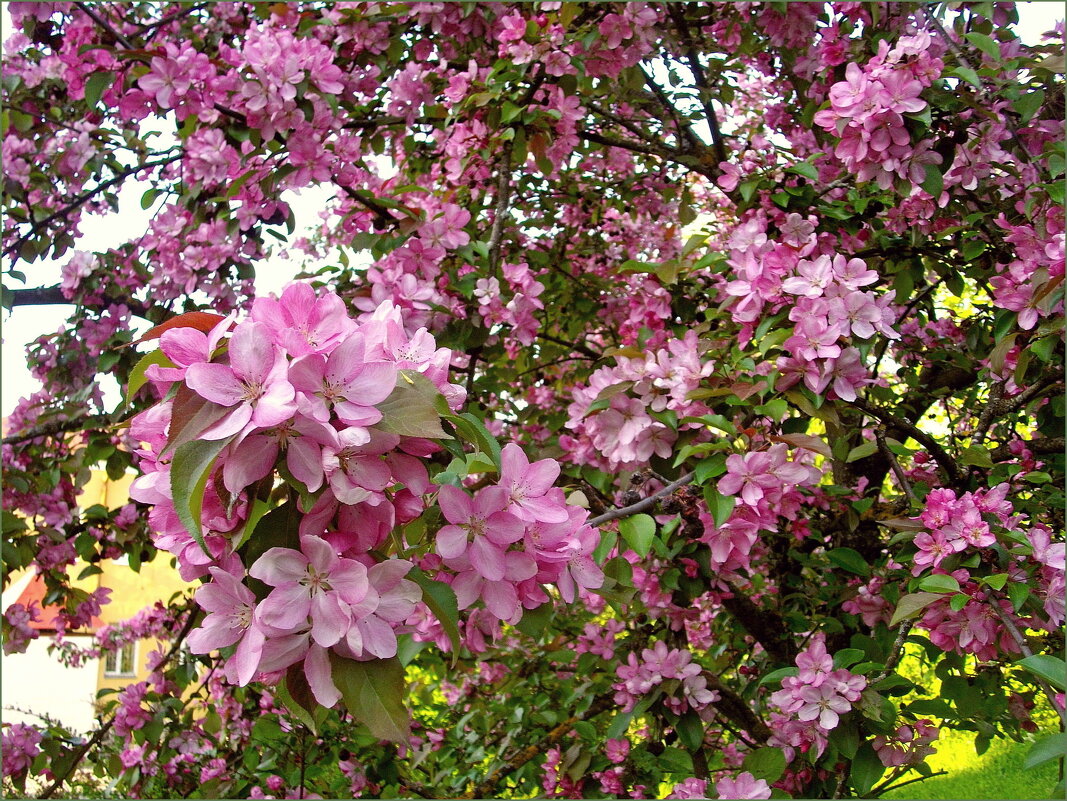 Прекрасная яблоня. - Лия ☼ Прекрасная яблоня. - Лия ☼