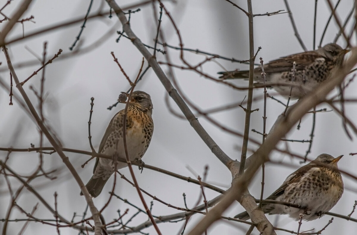 * - Виталий Емельянов * - Виталий Емельянов