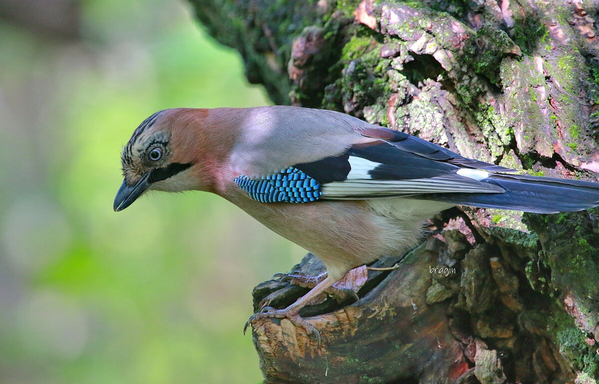 стерегущая добычу... - Andrey Bragin стерегущая добычу... - Andrey Bragin