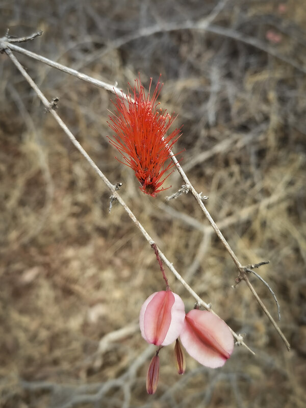 Африканские цветочки - Geolog 8 Африканские цветочки - Geolog 8