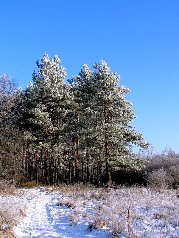 Красота зимы - Людмила Смородинская Красота зимы - Людмила Смородинская