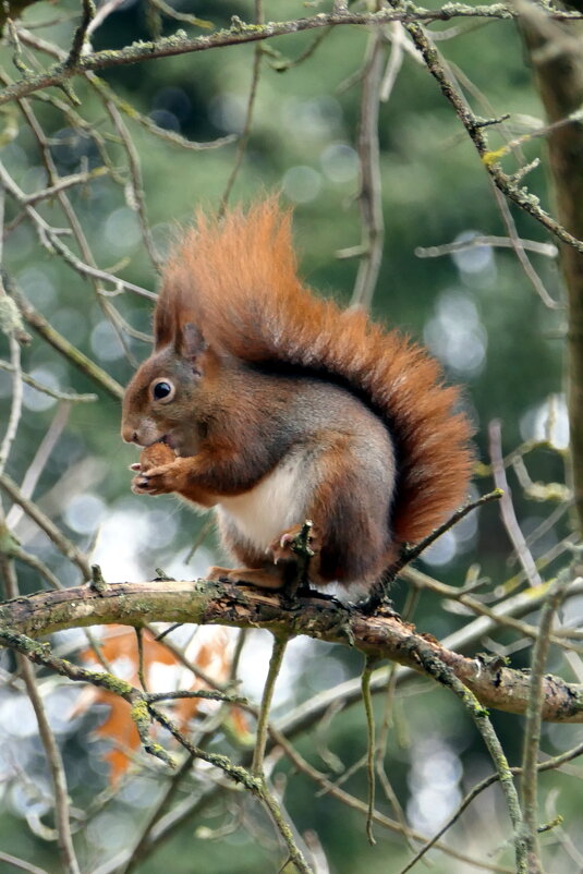 The Natural World /Мир Природы/ Осень...БЕЛКА ОБЫКНОВЕННАЯ (Sciurus vulgaris). - "The Natural World" Александер