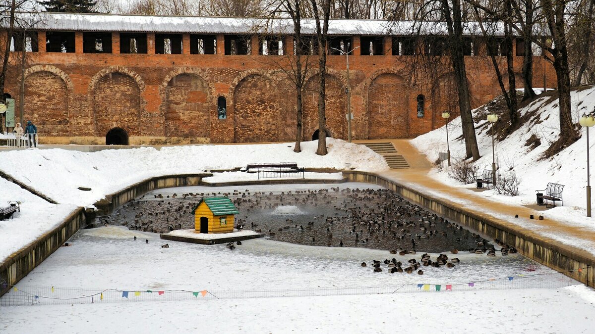 Водоплавающие спасаются от холода в подогреваемой воде водоёма Лопатинского сада. - Милешкин Владимир Алексеевич 