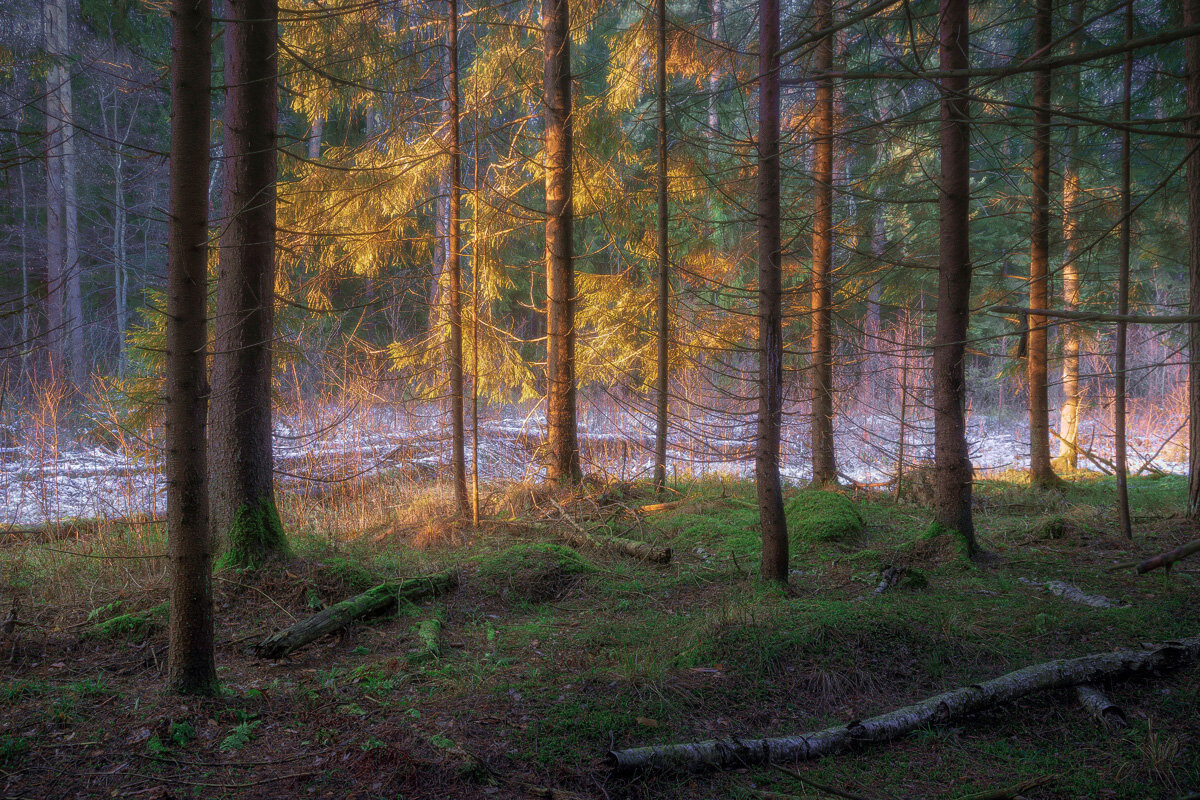 В декабрьском лесу - Валерий Вождаев