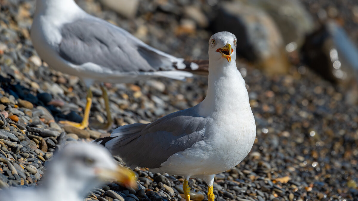 Чайка морская - Владимир Лазарев