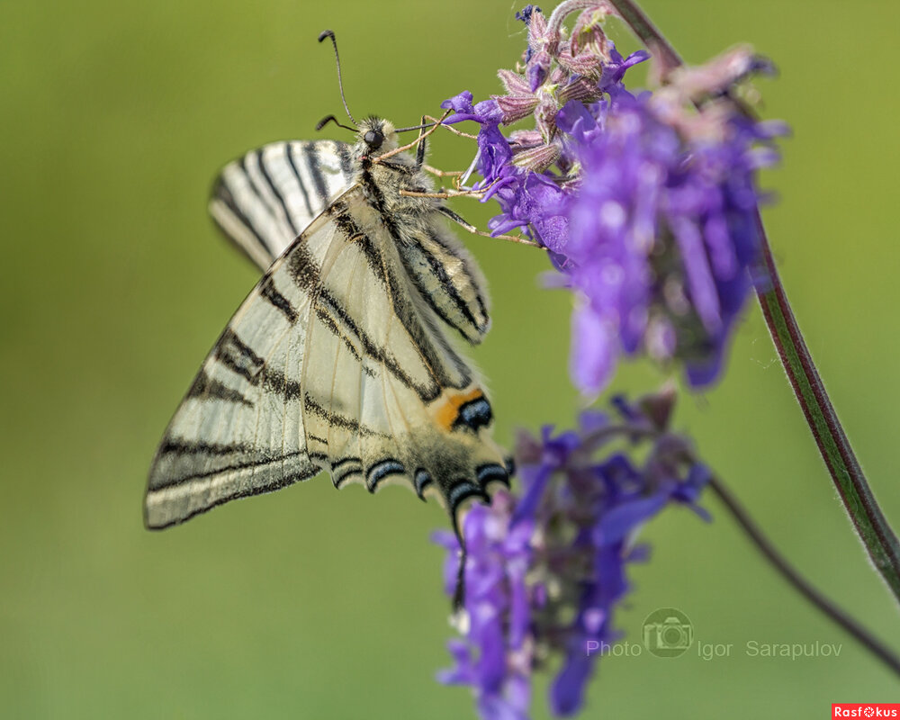 Iphiclides podalirius (Linnaeus, 1758) - Игорь Сарапулов