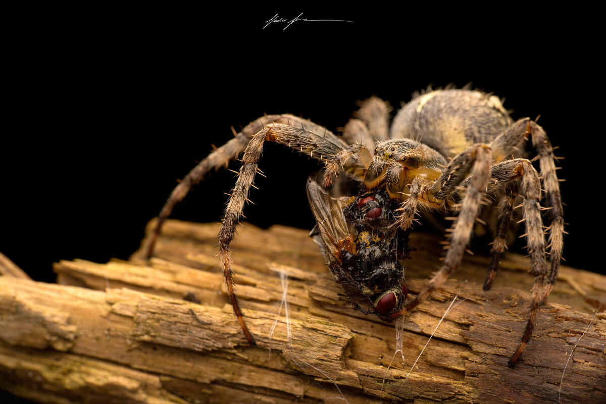 Паук-крестовик — Araneus diadematus. - Viktor Rybak