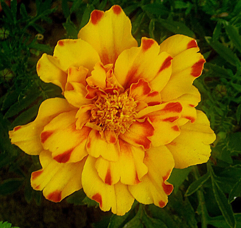 Солнечный - Елена Семигина Солнечный - Елена Семигина