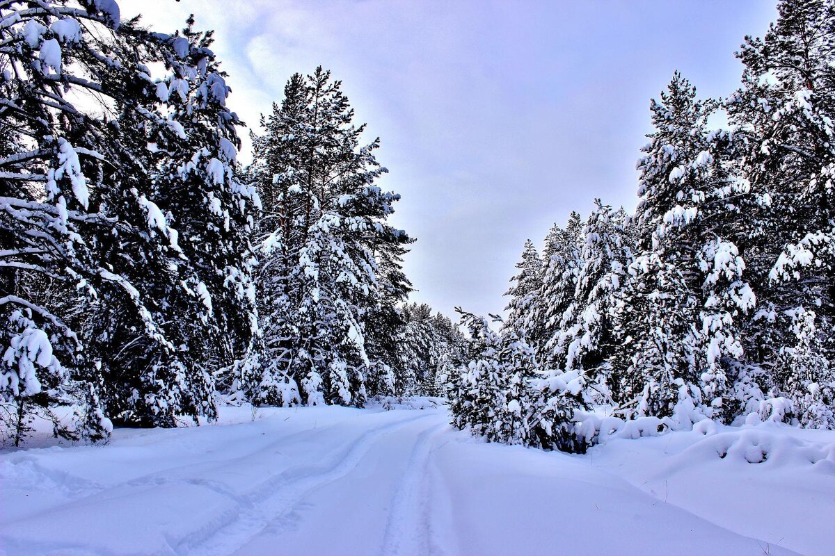 Зимний лес, полон сказочных чудес. - Восковых Анна Васильевна Зимний лес, полон сказочных чудес. - Восковых Анна Васильевна