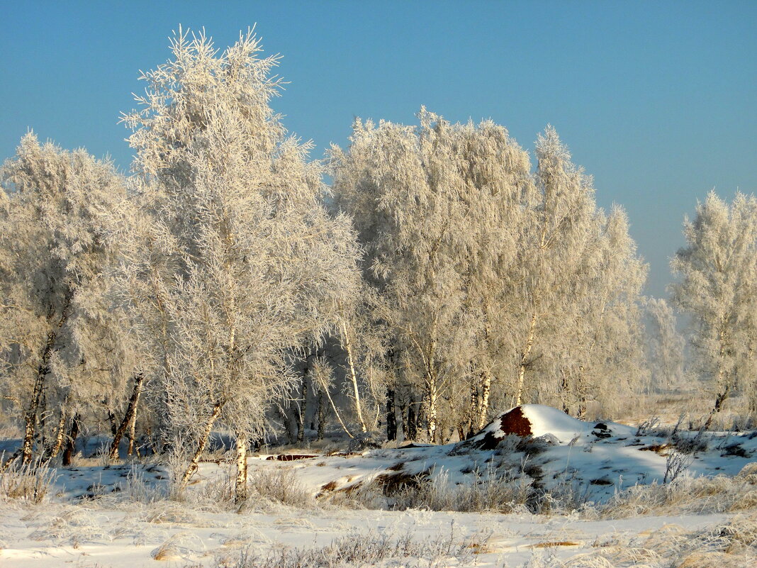 А берёзки все в нарядах , будто в шубках меховых. - nadyasilyuk Вознюк
