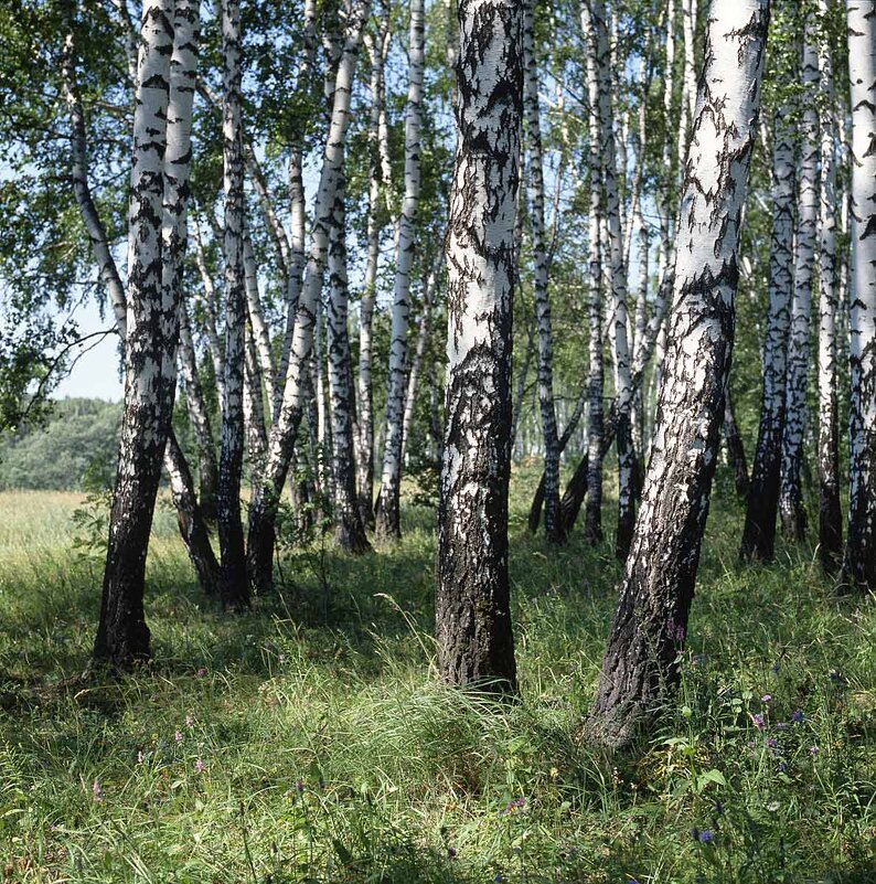 На опушке - Сергей Курников