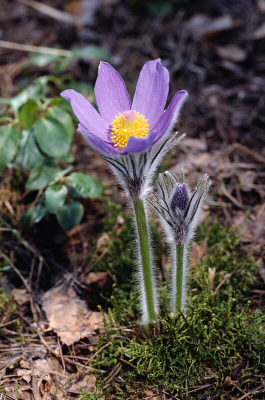 Сон-трава - (Прострел раскрытый -Pulsatilla patens) - Сергей Курников