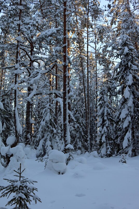 Зимний лес - Ольга Зимний лес - Ольга