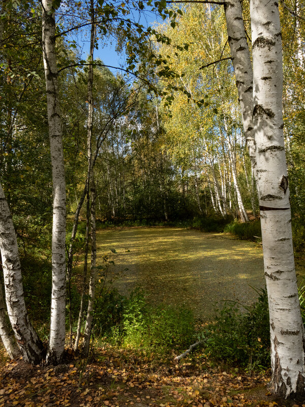 водоем в лесу - Мария Демина