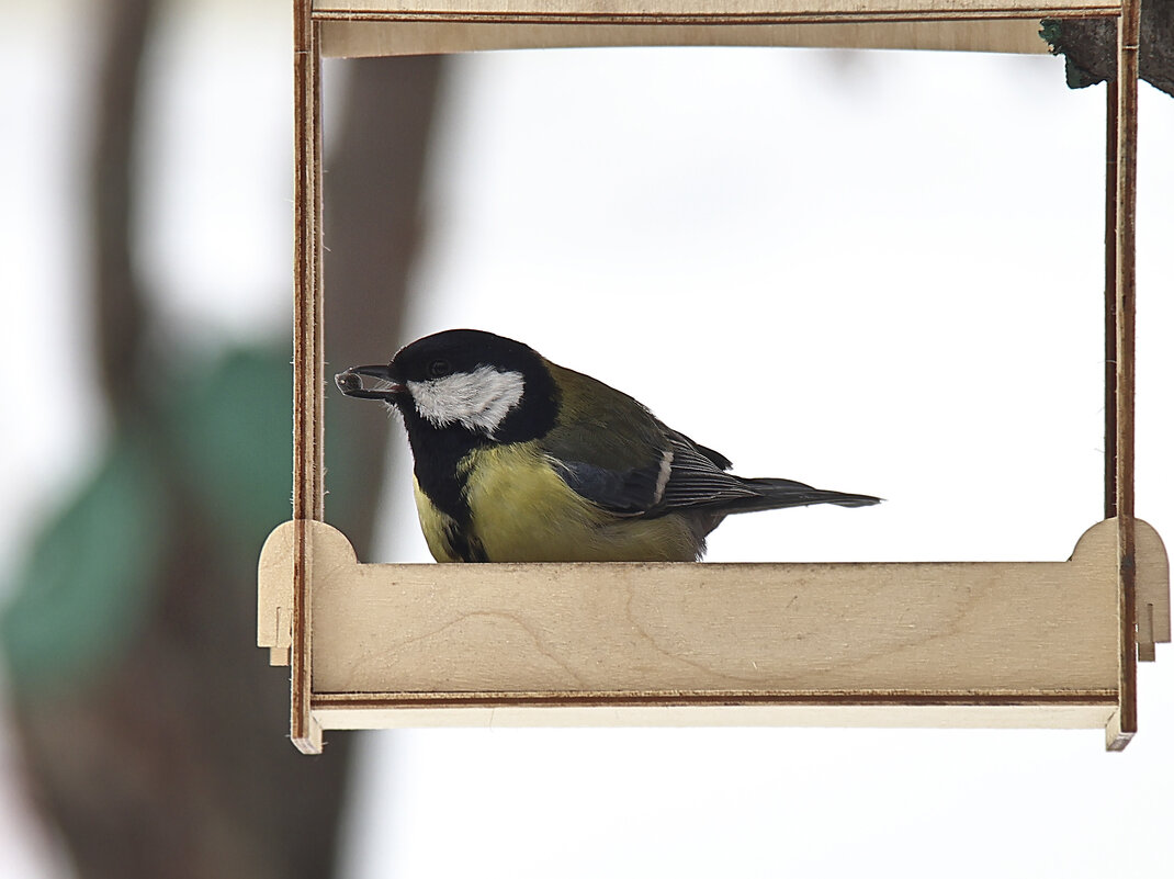 Смнмцв - Тарас Золотько Смнмцв - Тарас Золотько