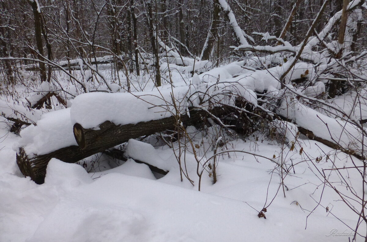 Лесоповал в лесу - Raduzka (Надежда Веркина) Лесоповал в лесу - Raduzka (Надежда Веркина)