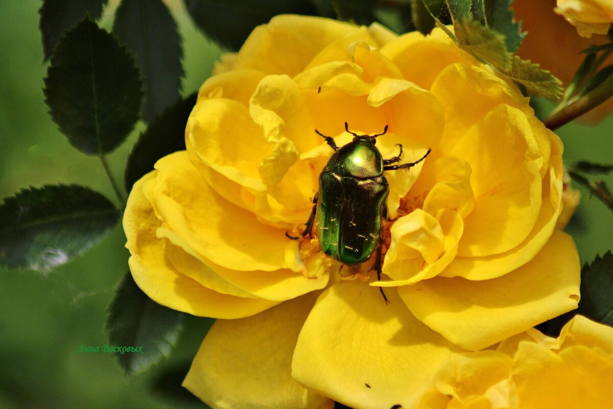 Бронзовка на розе. - Восковых Анна Васильевна Бронзовка на розе. - Восковых Анна Васильевна