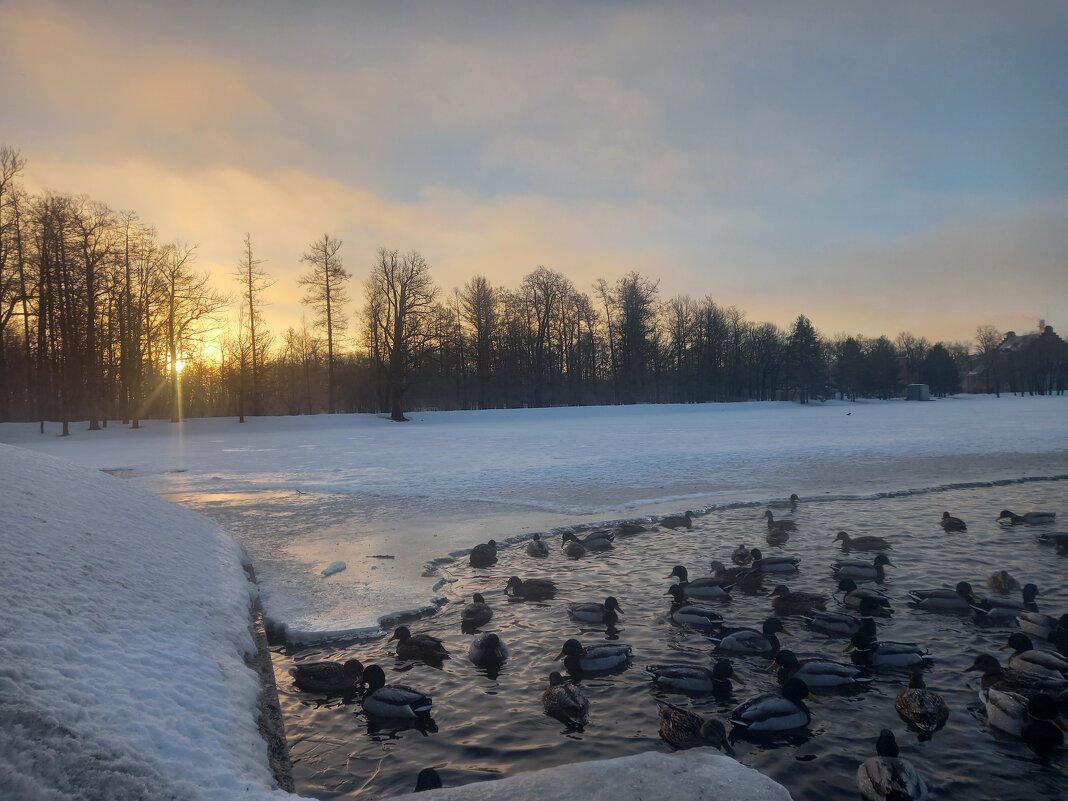 Утки - Сапсан 