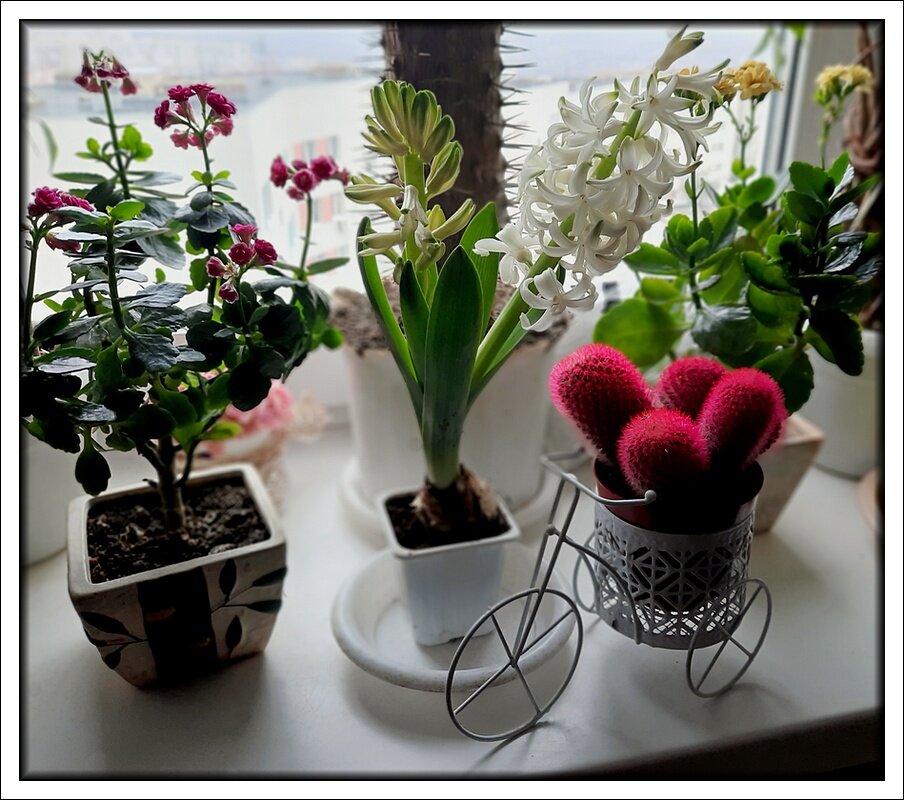 С 8 Марта , наши Дорогие и Любимые !!! - Сеня Белгородский