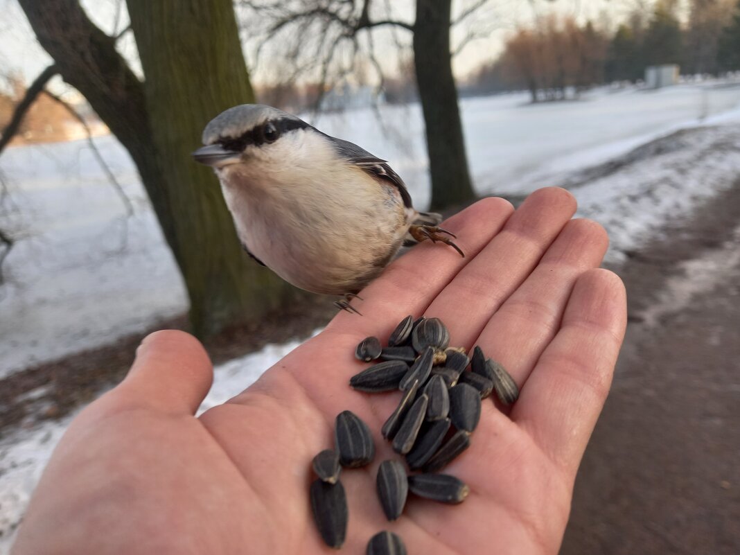 Поползень - Сапсан 