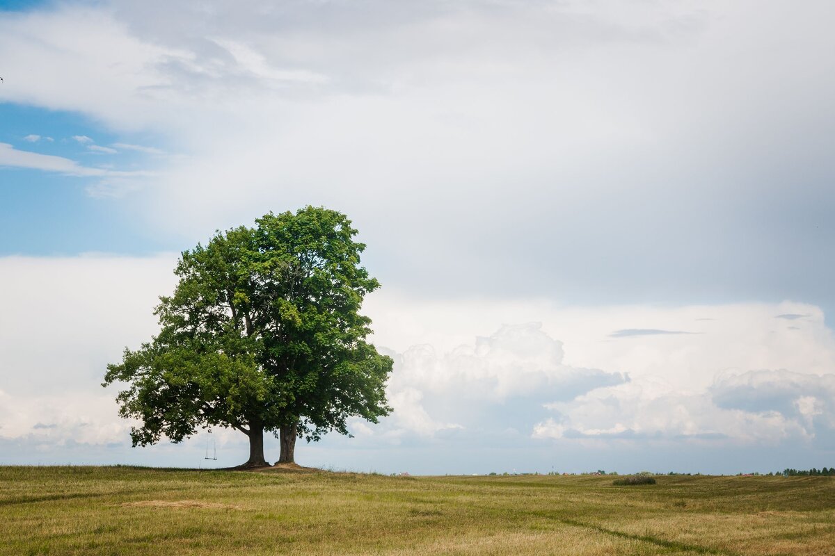 Два-дуб-два - Злой Пересмешник