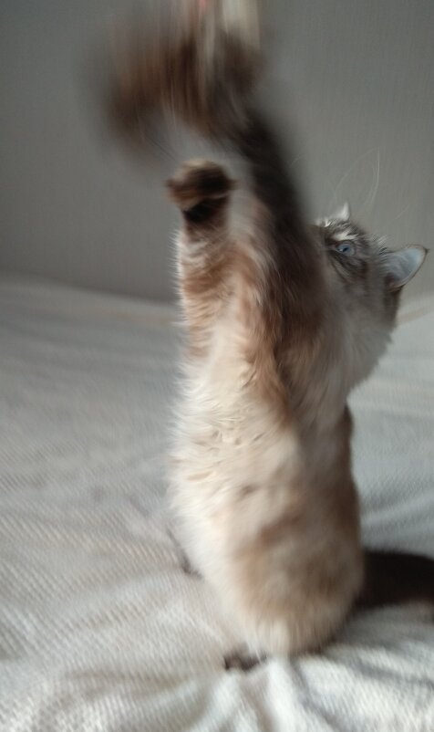 Новая игрушка требует внимания. - Елена 