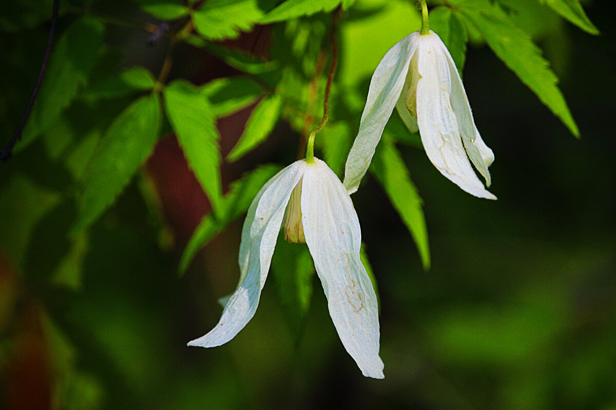 Конец мая-начало июня...Зацвела в тайге лиана сибирская! - Владимир Конец мая-начало июня...Зацвела в тайге лиана сибирская! - Владимир