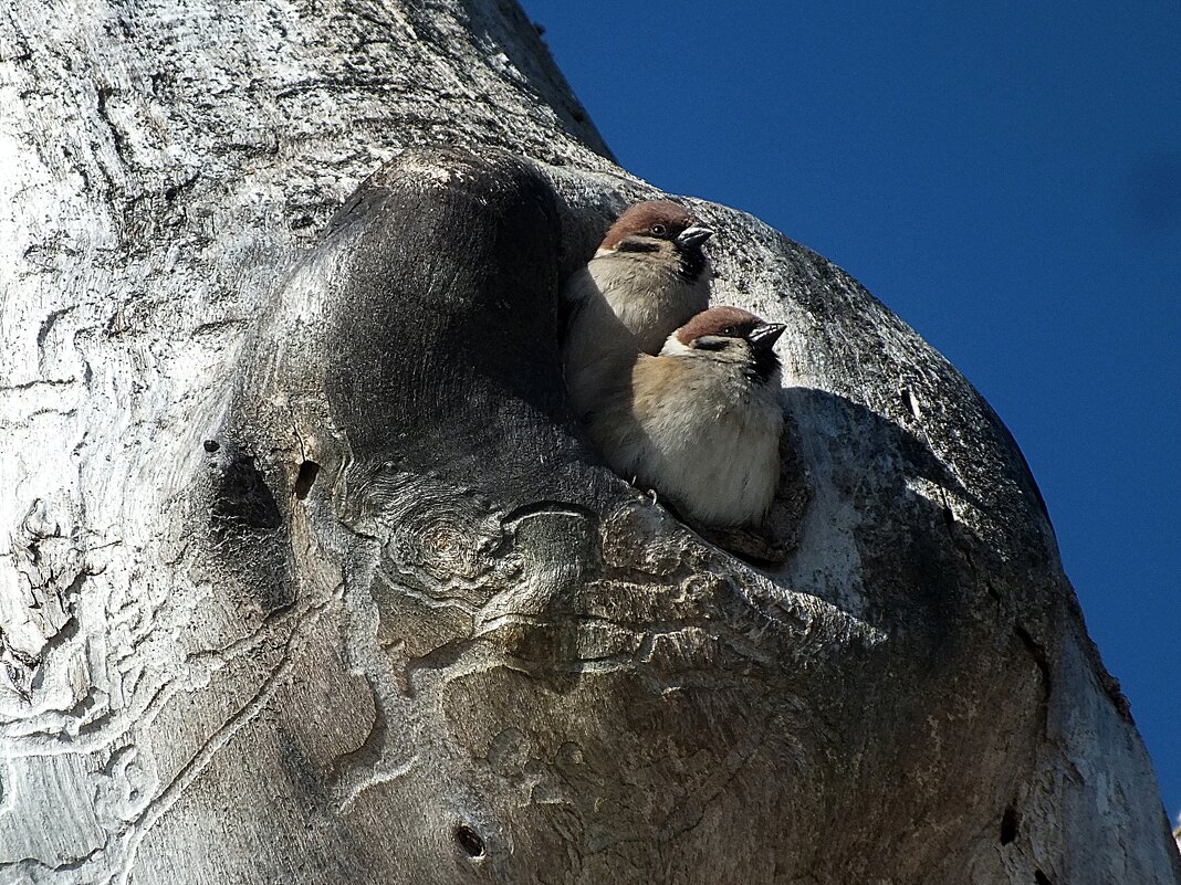 Весна - Зоя Мишина