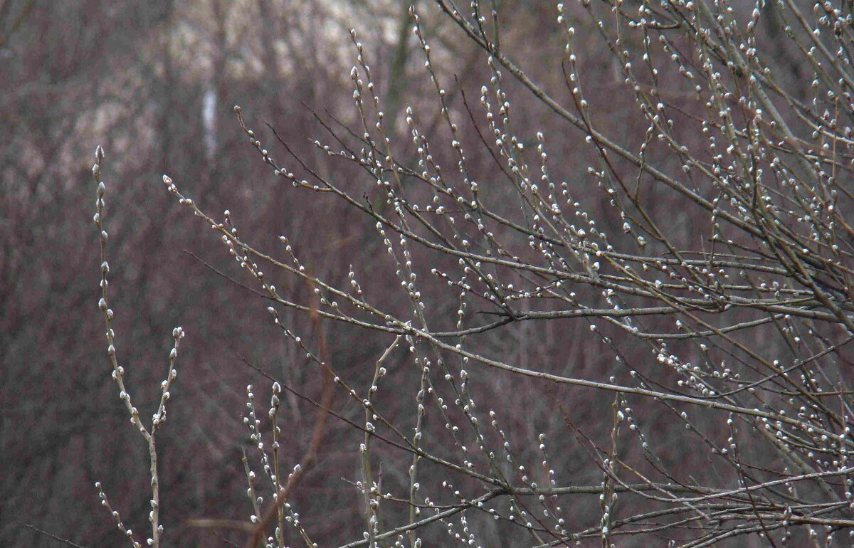 "Я здесь пою приход весны..."В.Жуковский - Syntaxist (Светлана) "Я здесь пою приход весны..."В.Жуковский - Syntaxist (Светлана)