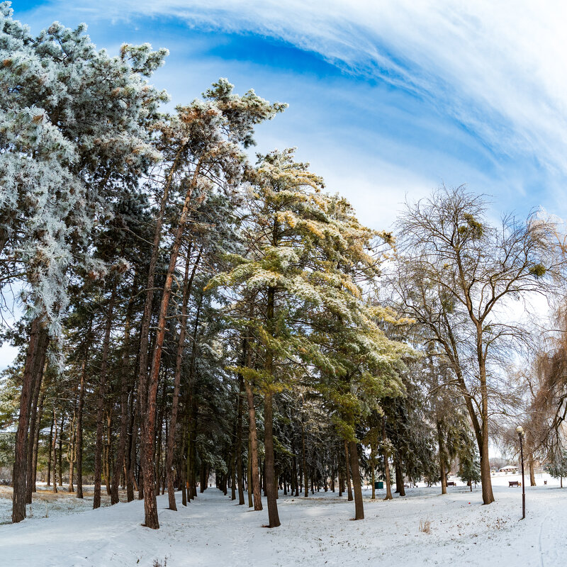 Хвоя и зима... - Referee (Дмитрий) Хвоя и зима... - Referee (Дмитрий)